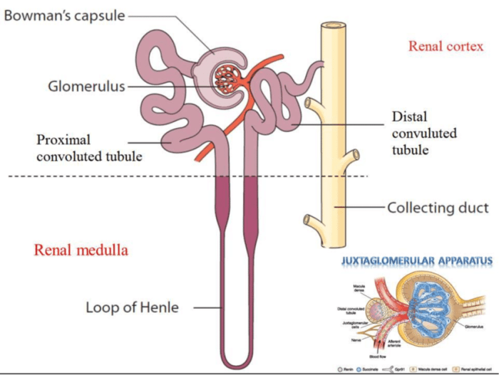 Figure 26 2 the nephron