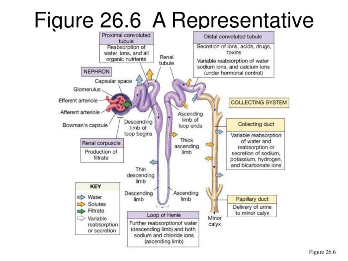 Nephron structure kidney urinary function nephrons juxtamedullary cortical cortex medulla adjacent vessels jux forms