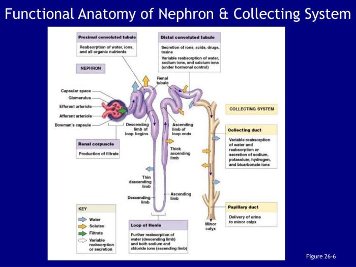 Figure 26 2 the nephron