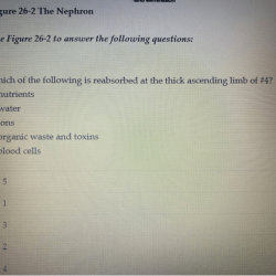 Figure 26 2 the nephron