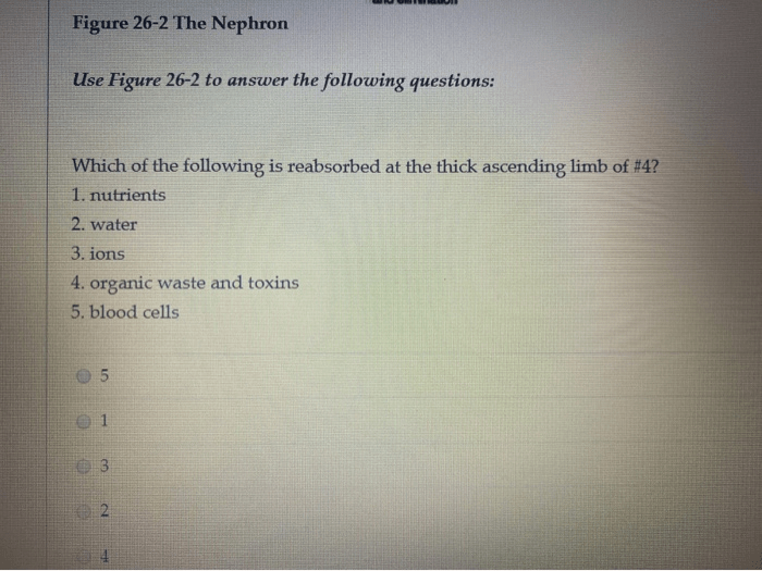 Figure 26 2 the nephron