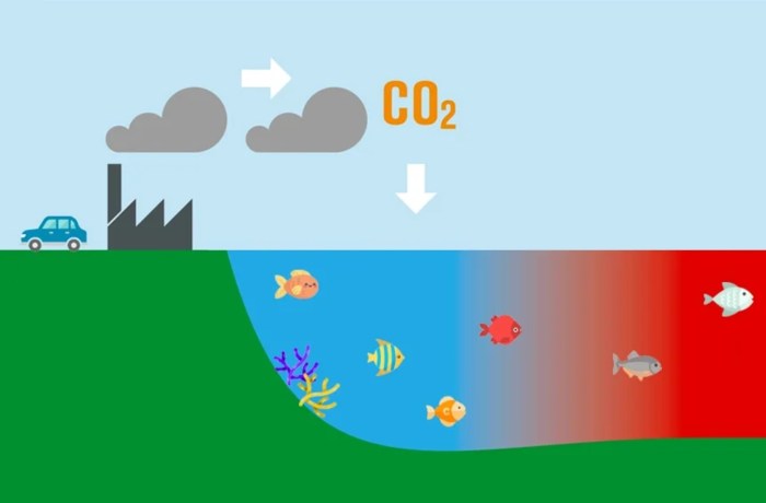 Acidification ocean life warming global ph sea reef coral energy scientific bird monitoring ecosystem infographic environmental science oceans afraid reasons