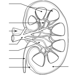 Urinary system nephron coloring exercise