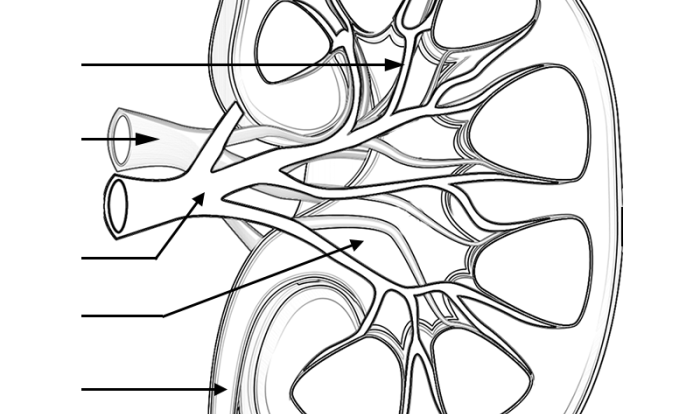 Urinary system nephron coloring exercise