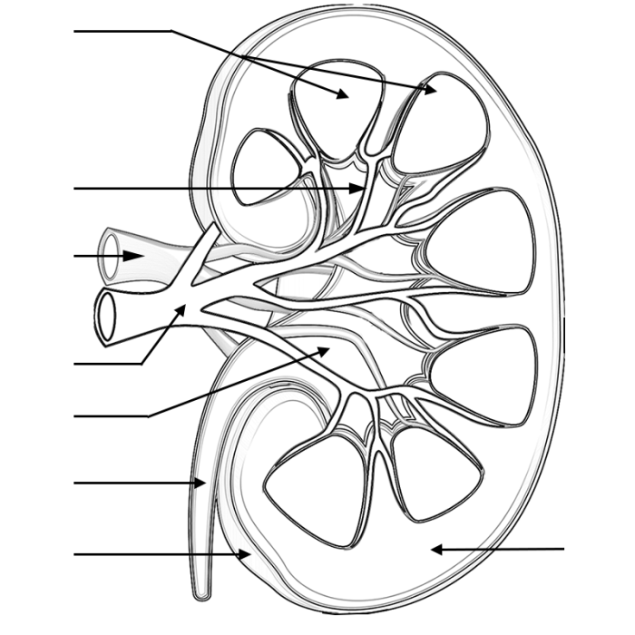 Urinary system nephron coloring exercise