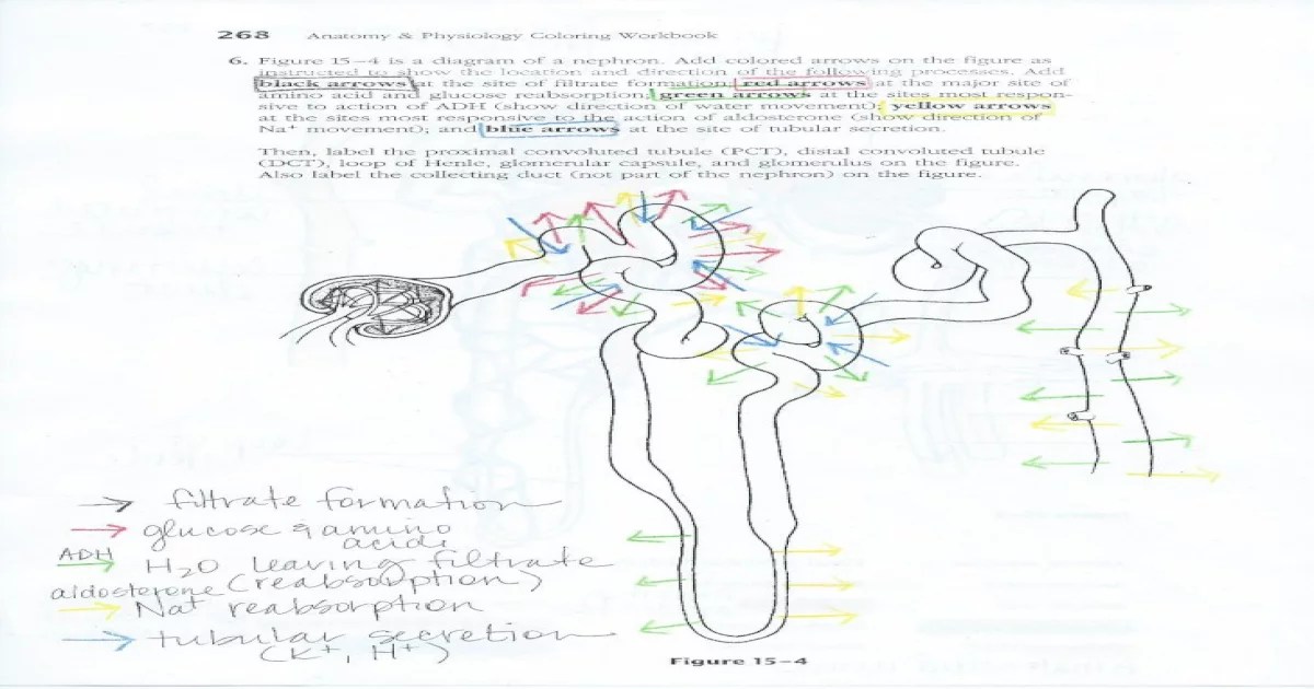 Urinary system nephron coloring exercise