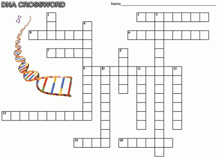 Crossword dna structure and replication