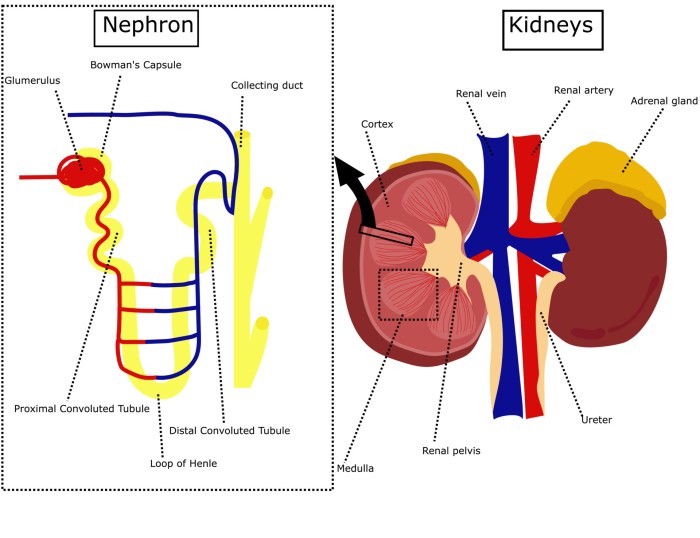 Urinary system nephron coloring exercise