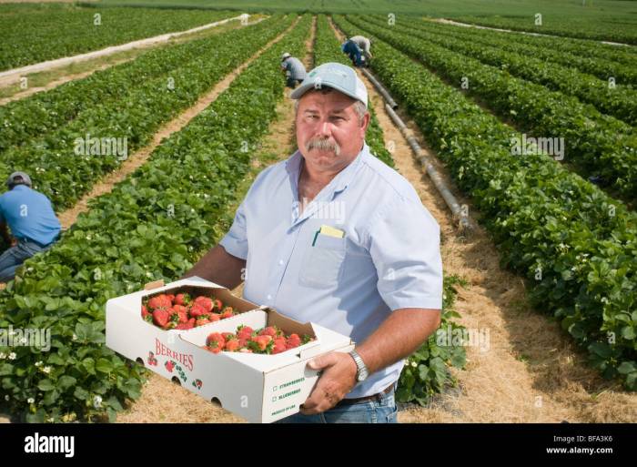 Farmer weasyl