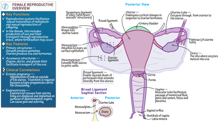 Review sheet 42 anatomy of the reproductive system