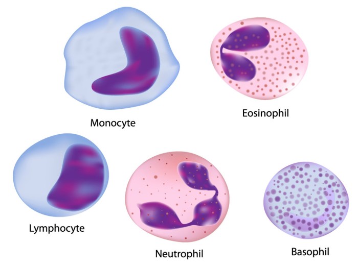 Four leukocytes are diagrammed in figure 10 2