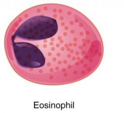 Four leukocytes are diagrammed in figure 10 2