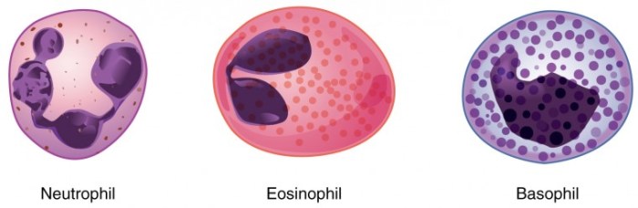 Four leukocytes are diagrammed in figure 10 2