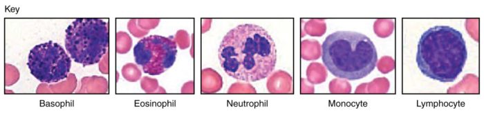 Four leukocytes are diagrammed in figure 10 2