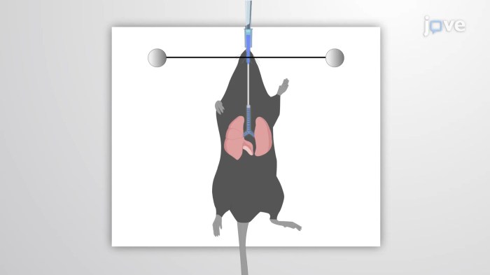 The addition of surfactant to the lung interior