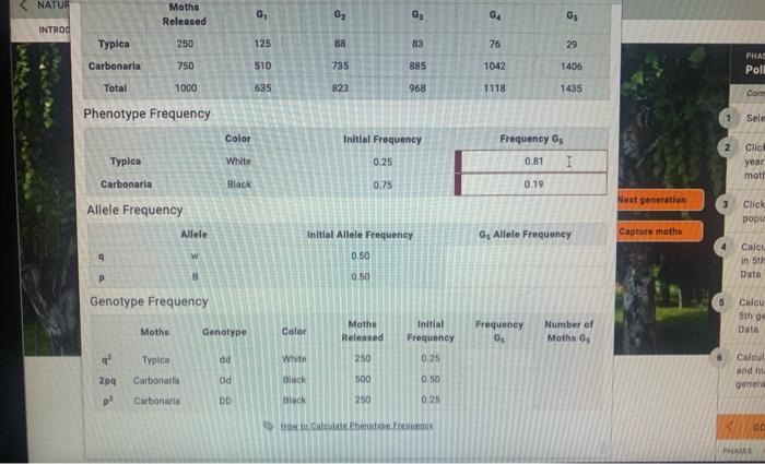 Calculate phenotype frequencies in 5th generation. record in lab data