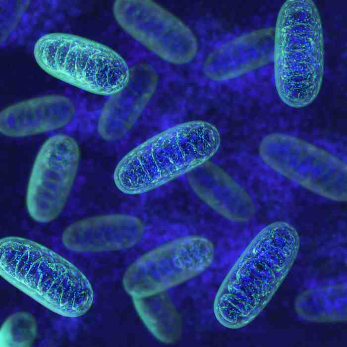 Mitochondria function diagram mitochondrion animal structure biology