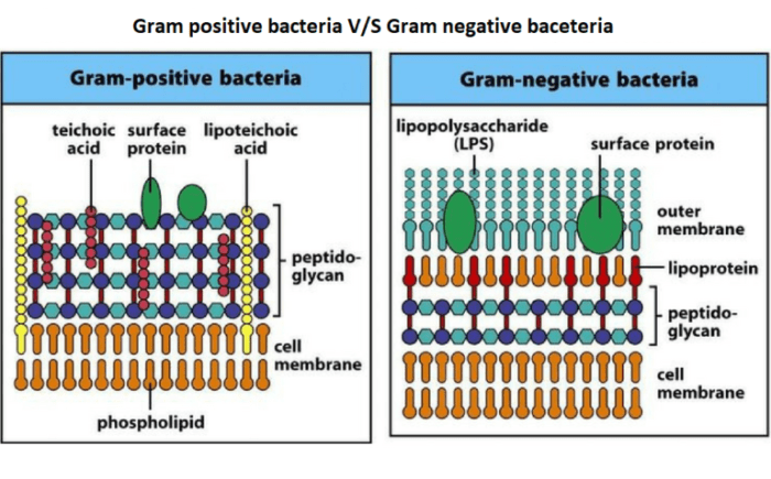 Which of the following is not true of streptococcus pneumoniae