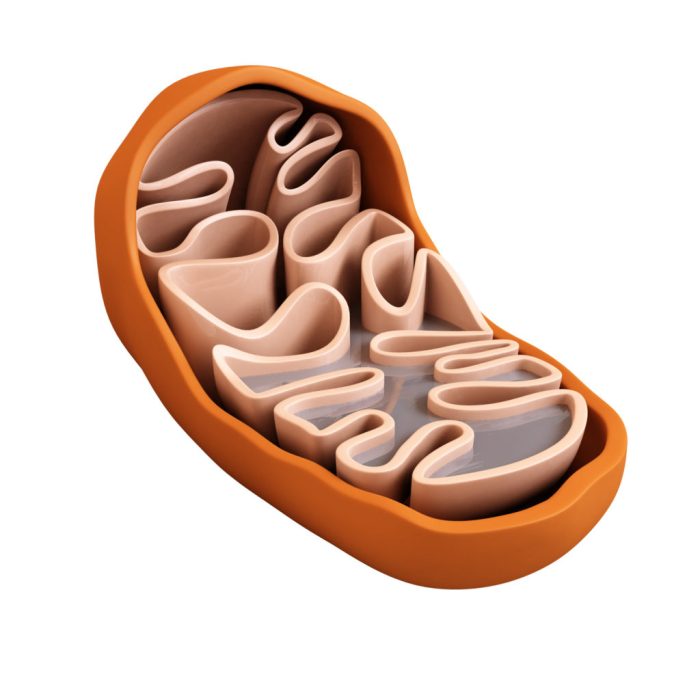 What organelle is represented by the illustration above