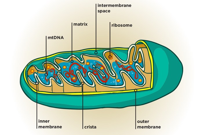 What organelle is represented by the illustration above