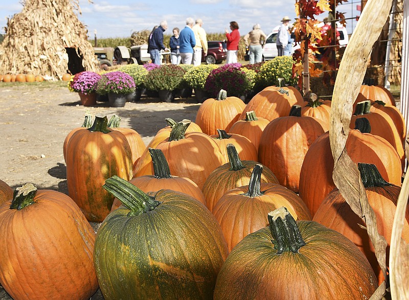 The pumpkin crop was incredibly small this year