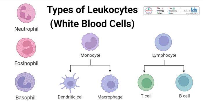 Four leukocytes are diagrammed in figure 10 2