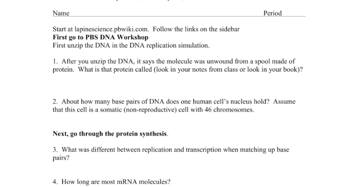 Transcription and translation biology worksheet answers