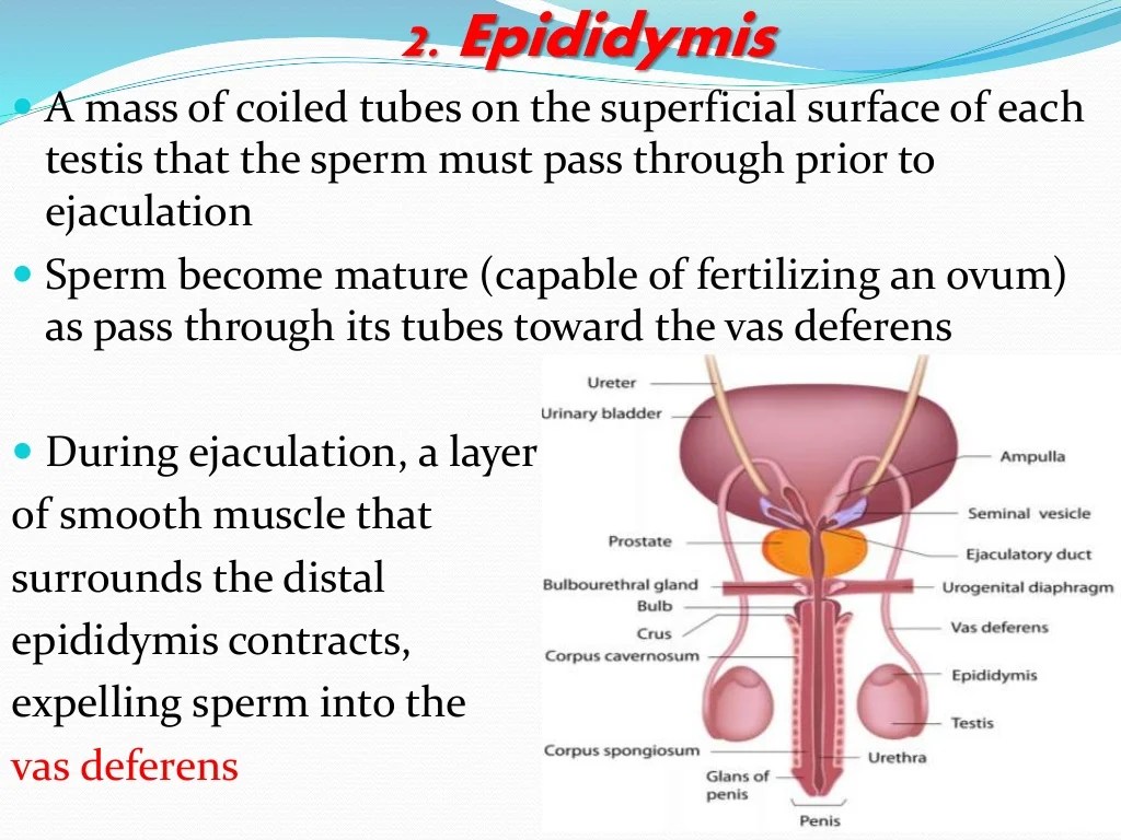 Review sheet 42 anatomy of the reproductive system