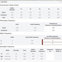 Calculate phenotype frequencies in 5th generation. record in lab data