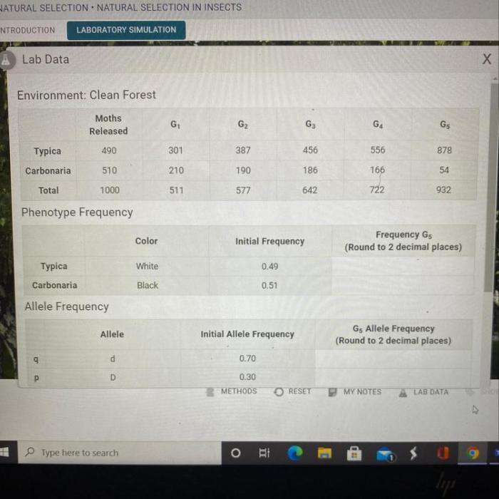 Calculate phenotype frequencies in 5th generation. record in lab data