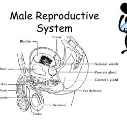 Review sheet 42 anatomy of the reproductive system