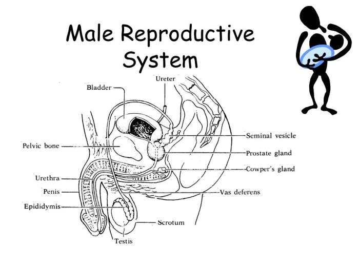 Review sheet 42 anatomy of the reproductive system