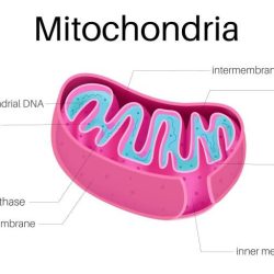 Mitochondria cell structure membrane diagram labeled respiration which cells eukaryotic mitochondrial below questions matrix khan academy ribosomes cellular chloroplasts key