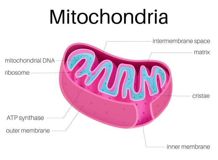 Mitochondria cell structure membrane diagram labeled respiration which cells eukaryotic mitochondrial below questions matrix khan academy ribosomes cellular chloroplasts key