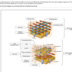 Gram stain staining negative positive procedure bacteria works example cell wall types two alcohol retain colour violet cells technique step