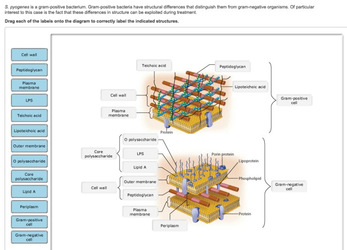 Gram stain staining negative positive procedure bacteria works example cell wall types two alcohol retain colour violet cells technique step