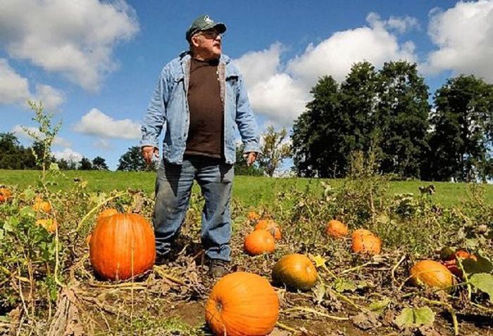 The pumpkin crop was incredibly small this year