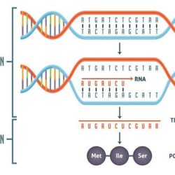 Transcription dna wallpapersafari worksheeto replication biology ib covering messenger synthesis