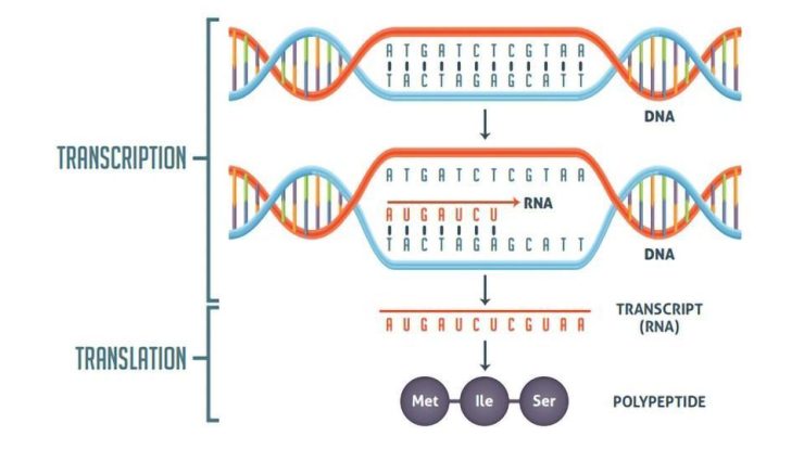 Transcription dna wallpapersafari worksheeto replication biology ib covering messenger synthesis